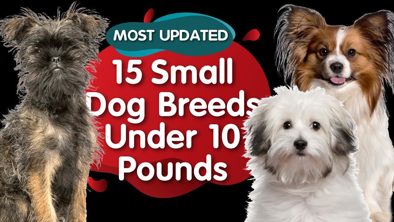 Top 15 Small Dog Breeds Under 10 Pounds (MOST UPDATED) - Grand Dog Blog